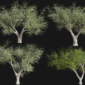 现代 果树 橄榄树