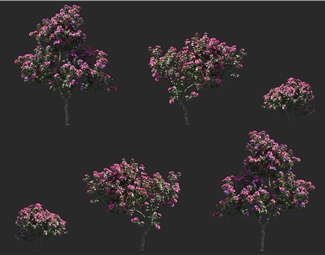 现代紫荆花树