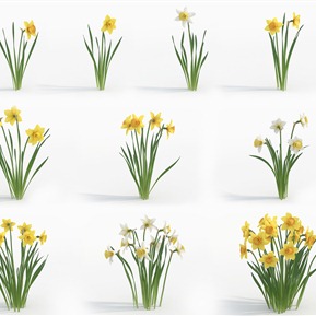 现代 植物 植物花草水仙花