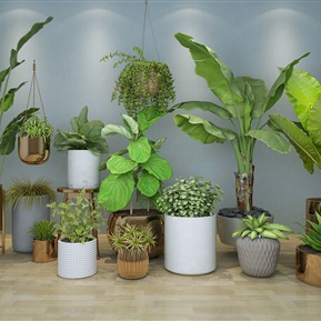 现代 盆栽 绿植 盆景