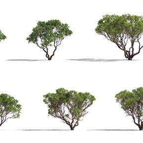 现代 树 植物树木