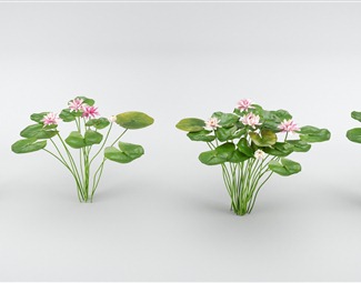 现代 荷花 莲花