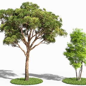 现代 树 五针松 白蜡树