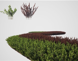 现代植物绿篱