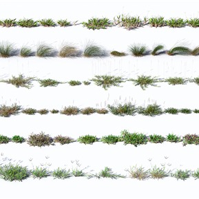 现代 草 植物花草