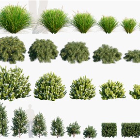 现代 灌木 植物树木花草印度相思南美鼠刺多须草