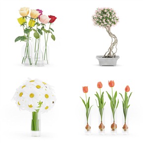 现代 花卉 室内绿植 植物