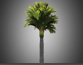 椰子树3d模型下载