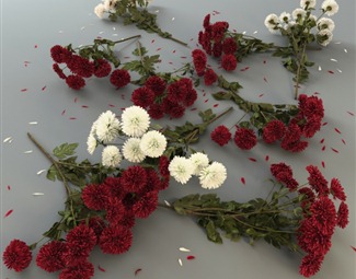 现代花瓣