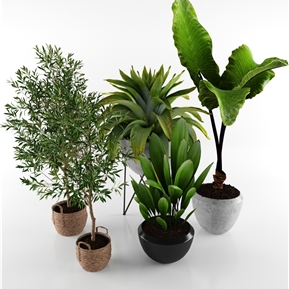 现代 盆栽 植物