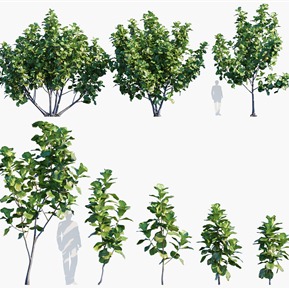 现代 树 植物树木琴叶榕琴叶橡皮树