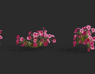 现代花丛灌木