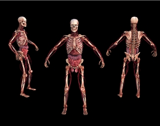 现代人物模型带骨骼