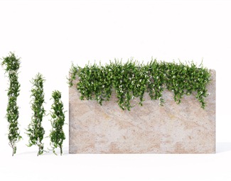 现代爬藤植物墙