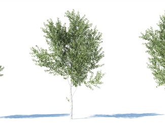 现代园林树