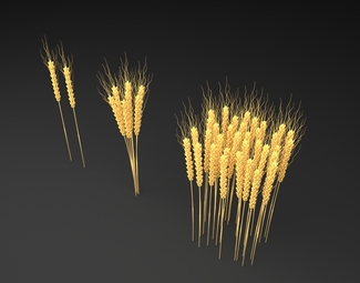 现代 麦子 麦穗