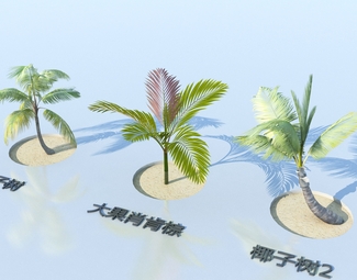 现代 椰子树 椰子树矮