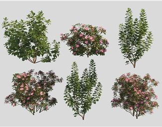 现代小区植物