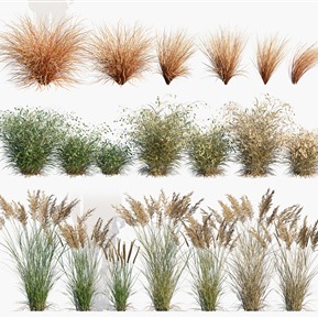 现代 草 植物花草野草