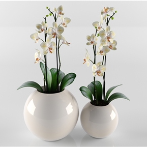 现代 花盆 绿植