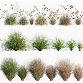 现代 草 植物花草香茅草