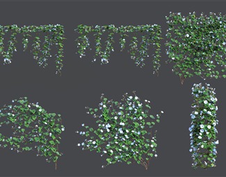 现代 牵牛花