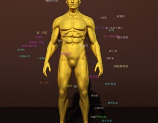 现代人体皮肤结构