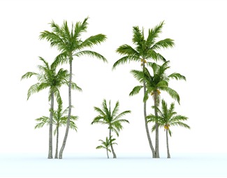 现代 椰子树 海耶树 植物 椰果树 海景树 海景植物 椰汁树 绿植