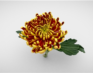 现代 菊花