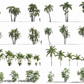 现代 树 热带植物