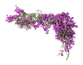 现代藤蔓花艺