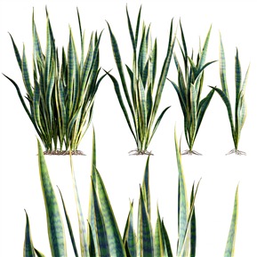 现代 虎尾兰 植物金边虎尾兰