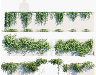 现代爬藤植物墙