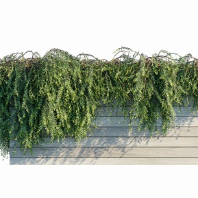 现代 藤蔓 绿植縢蔓植物墙越南叶下珠