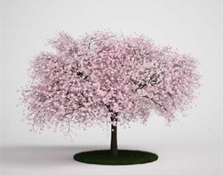 樱花树