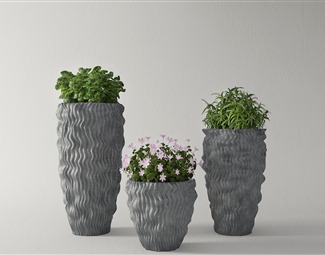 现代 盆栽 植物盆栽