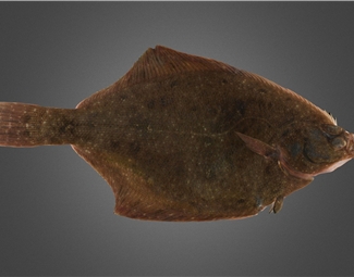 现代海洋生物