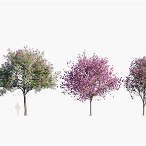 现代 树 树木红钟花