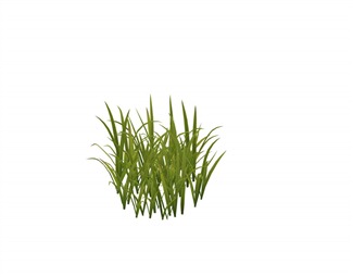 现代庭院植物