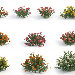 现代 花 植物花草百日菊鱼尾菊