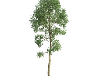 现代 树
