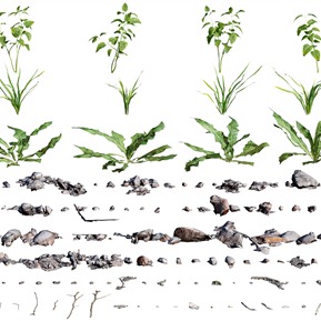 现代 植物 花草 树枝 石头