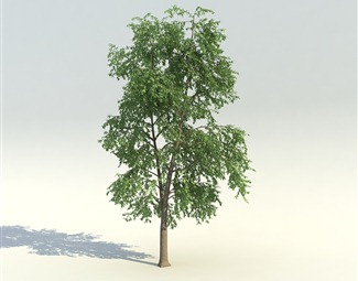 现代 树 动态树 动画树 树动 吹树 树叶摆动