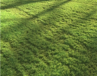 现代草地地毯
