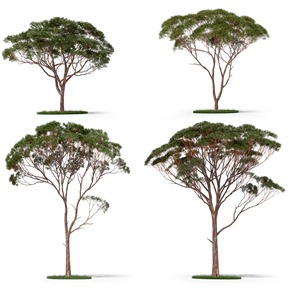 现代 树 桉树景观树