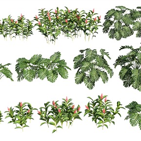 现代 草 花草红花月桃 龟背竹