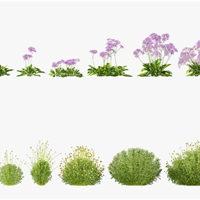 现代 灌木 花草小菊花 勿忘我