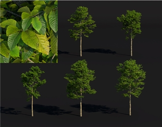 现代绿色植物