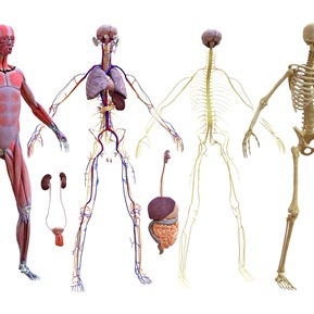 现代 人体  人体解剖男性