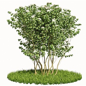 现代 灌木 绣球花